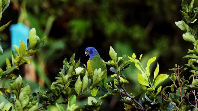 beautiful colorful parrot in nature. Close up shot of a Rainbow Lorikeet  parrot bird standing on a tree branch in tropical rain forest. beautiful colorful parrot in nature. exotic blue head bird 4k