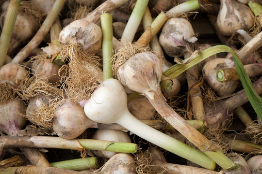 Fresh garlic for sale at  Green market at Union Square