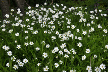 In the forest in the wild bloom Stellaria holostea