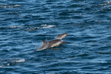 Fototapeta premium Pod of Long-beaked common dolphins (Delphinus capensis) off the coast of Baja California, Mexico.