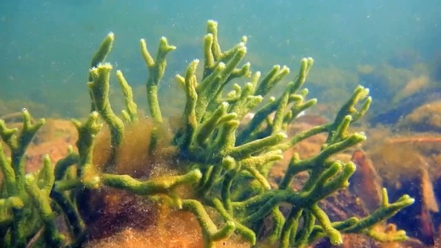 Freshwater Sponge (Spongilla lacustris) Spongillidae Freshwater Underwater