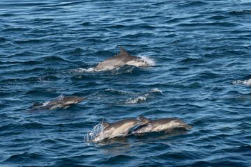 Pod of Long-beaked common dolphins  (Delphinus capensis) off the coast of Baja California, Mexico.