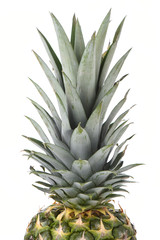 Ripe pineapple leaves isolated on white background.