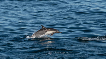 Fototapeta premium Long-beaked common dolphins (Delphinus capensis) off the coast of Baja California, Mexico.
