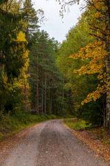 A gravel road cutting through the forest during autumn with the changing colours of the trees. Taken in a forest during a calm fall day in Sweden. 