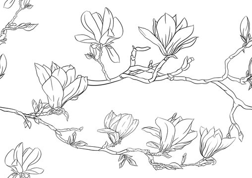 Magnolia tree branch with flowers. Seamless pattern, background. Outline hand drawing vector illustration..