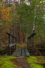 Wooden bridge in an autumn forest during autumn in Sweden. Bridge leading over a small stream out of a lake inside the forest. 