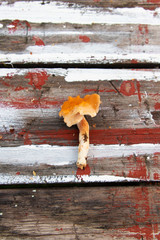 Hedgehog mushroom, Hydnum repandum single mushroom on a wooden background. 
