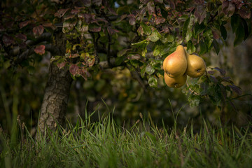 reife Birnen an einem Ast am Baum, Birnbaum