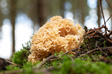 Close up of a cauliflower fungus (Sparassis crispa) growing in a forest in Sweden. Isolated against the green moss and background of the forest.  © Viktorishy
