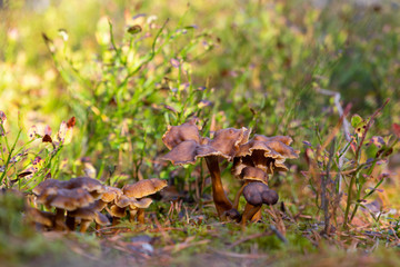 Naklejka na ściany i meble Yellowfoot, Craterellus tubaeformis, on the forest floor among blueberry bushes during a warm day inside a forest. 