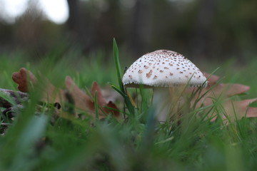 mushroom in forest