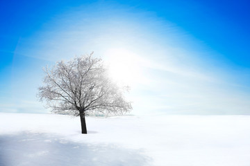 One Frozen tree on winter field and blue sky