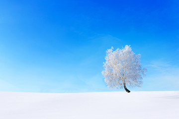 Alone Tree in the snow on a field winter
