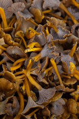 Close up of winter chanterelle mushrooms (Craterellus tubaeformis) after a successful harvest in a forest in Sweden. Taken from straight above.