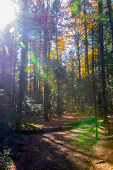 Forest,Autumn path