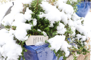 Snow and ice on cobalt blue garden container filled with thyme, rosemary and tarragon 