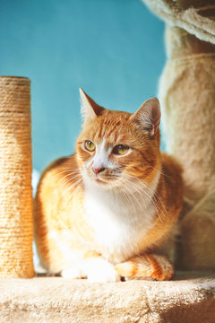 White and orange cat sitting next to scratching post