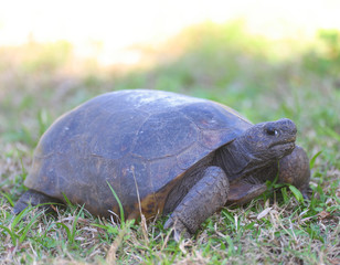Obraz premium Florida tortoise walking in a forest.