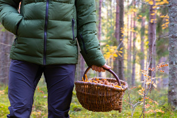 Close up of a person holding a basket filled with Yellowfoot (Craterellus tubaeformis) mushrooms after a successful harvest during autumn in a Swedish forest. 