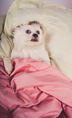 Little relaxed dog lying on bed. Little white dog with blue eyes lying on bed at home. Pet friendly accommodation: dog asleep on pillows and duvet on bed