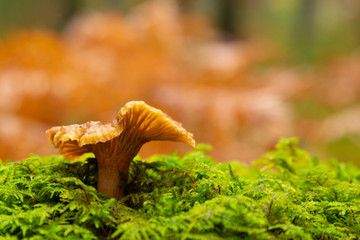 A single Yellow foot, winter mushrooms (Craterellus tubaeformis) growing on moss inside a Swedish forest isolated with shallow depth of field. 