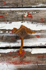 A single Yellowfoot mushroom, Craterellus tubaeformis (formerly Cantharellus tubaeformis) laying on a wooden background. 