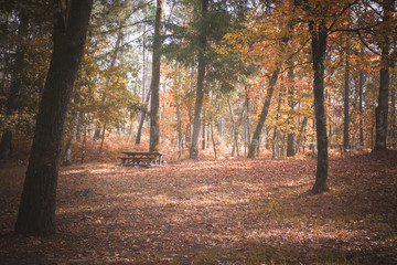 autumn in the woods