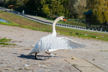 Schwan greift an und schlägt dabei wild mit seinen Flügeln