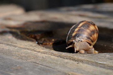 a large brown snail on a stump