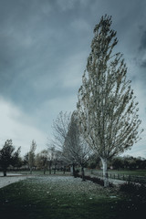 trees in the park