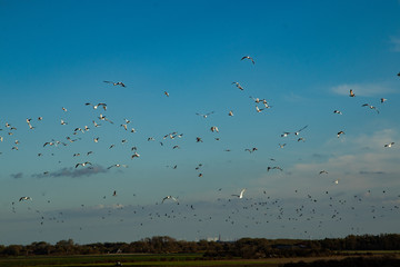 Schwarm Möwen mit blauem Himmel als Hintergrund