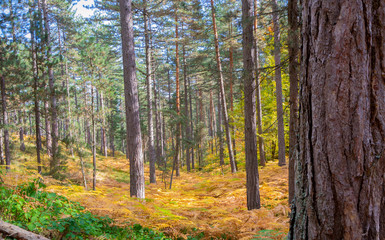 Fototapeta premium Forest,Autumn path