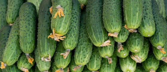 Cucumbers as background and texture.