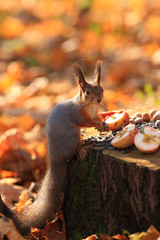 A squirrel, lit by the sun in an autumn park, sits on a stump with food, holds sunflower seeds in its paws and looks at the photographer.