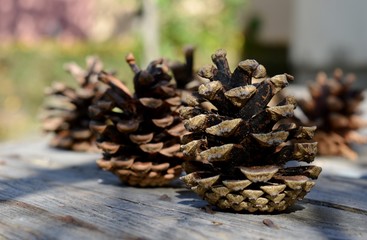 pine cones on the table