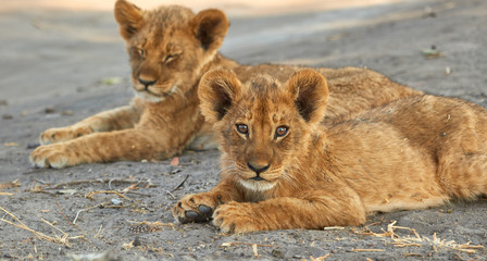 Two lion cubs lying next to each other