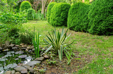 Beautiful striped leaves of Yucca gloriosa Variegata on shore of garden pond. Trimmed boxwood bush...