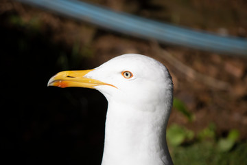 Pensive Seagull look on head shot with shallow DOF
