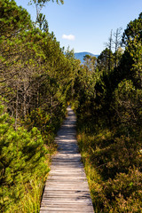 Der Bohlenweg im Murnauer Moos