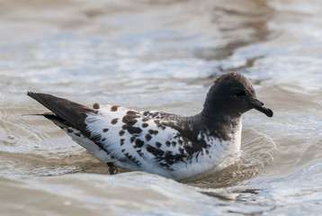 Cape petrel swimming in Antarctic waters.