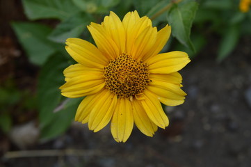 sunflower in garden