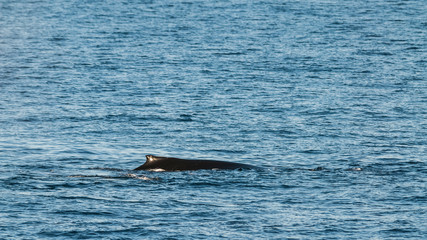 Fototapeta premium Humpback whale diving,Megaptera novaeangliae,Antártica.