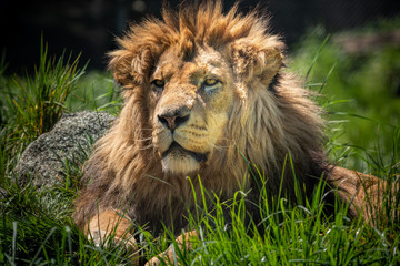A male lion with a long mane sits in the long grass watching.