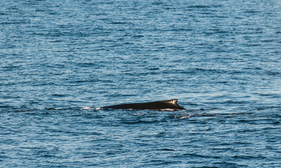 Naklejka premium Humpback whale diving,Megaptera novaeangliae,Antártica.
