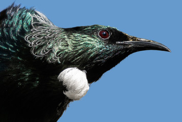 A close-up of a tui bird showing details of its unique white feathers on its neck. 