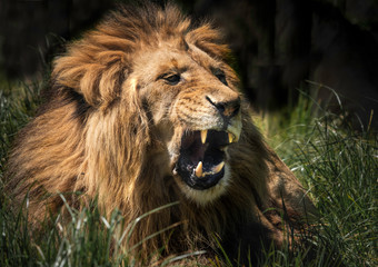 A lion growling with ts mouth open showing its large teeth. 