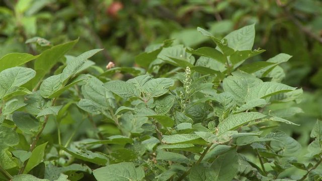 Close up of green leaves on a bush