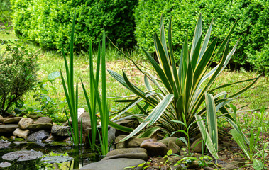 Beautiful striped leaves of Yucca gloriosa Variegata on shore of garden pond. Trimmed boxwood bush Buxus sempervirens on background. Nature concept for design