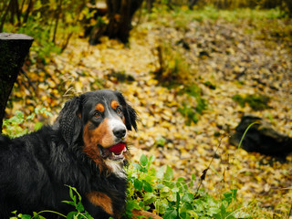 Bern shepherd dog in a forest park, on the ground, With red apple in its mouth as a play toy.